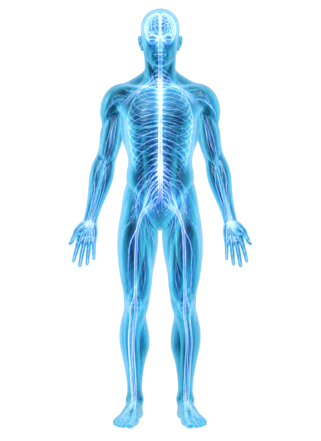 Illustrated human body used to select a region of the body